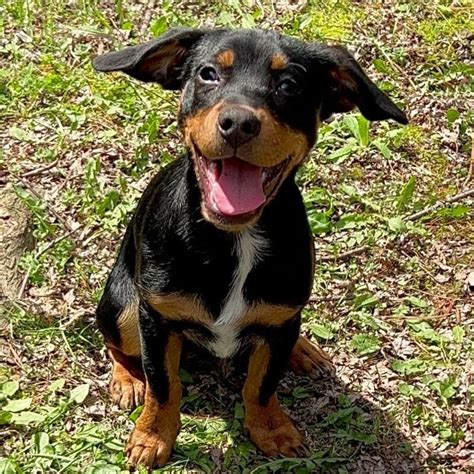 Find Dachshund <strong>puppies for sale</strong> and breeders near <strong>Baltimore</strong>. . Puppies for sale baltimore